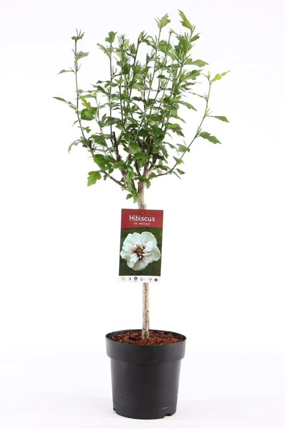 Hibiscus syr. 'Speciosus' - 30 CM Stem C3